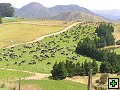 thn_NZ leden-unor 2006 105.jpg